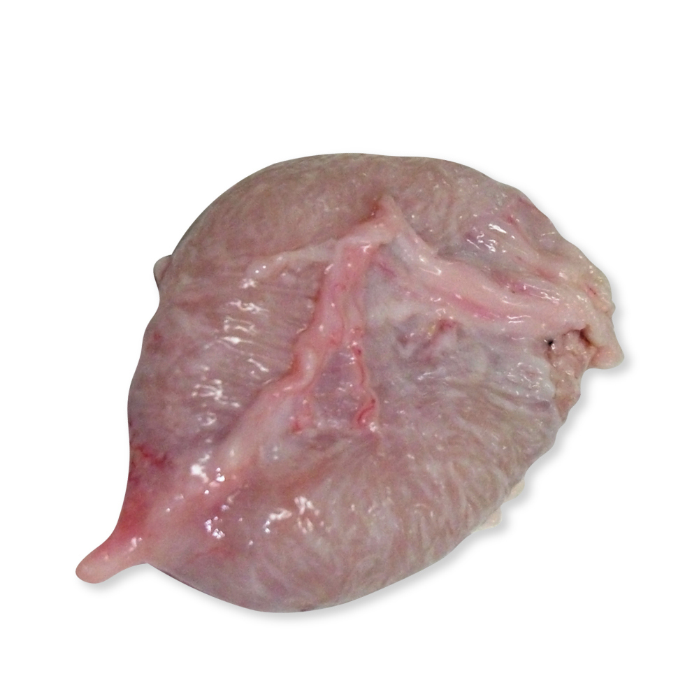 Congelados suino visceras bexiga